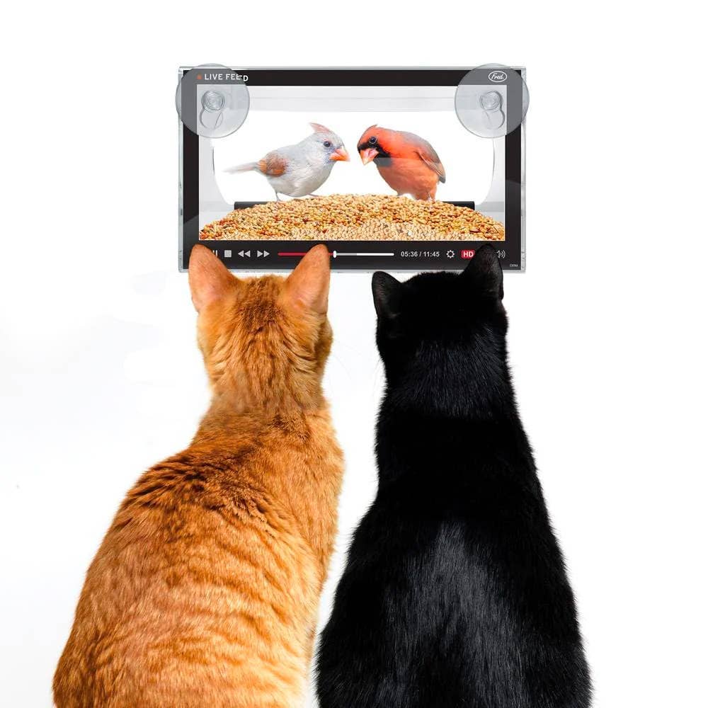 Bird Feeder - Live Feed